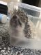 Hedgehog Animals for sale in Delafield, WI, USA. price: NA
