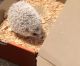 Hedgehog Rodents for sale in Cleburne, TX, USA. price: NA
