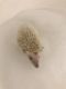 Hedgehog Rodents for sale in Midlothian, VA, USA. price: NA