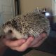 Hedgehog Animals for sale in Brighton, Boston, MA, USA. price: NA