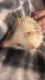 Hedgehog Animals for sale in Festus, MO, USA. price: $300