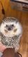 Hedgehog Animals for sale in Colorado Springs, CO 80920, USA. price: $275
