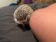 Hedgehog Animals for sale in Lakeland, FL 33805, USA. price: NA
