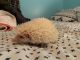 Hedgehog Animals for sale in Bloomington, IN, USA. price: $275