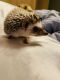 Hedgehog Rodents for sale in North Canton, OH, USA. price: NA