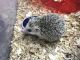 Hedgehog Animals for sale in 605 S Main St, Freeport, NY 11520, USA. price: NA
