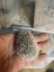 Hedgehog Animals for sale in Massillon, OH, USA. price: $150