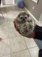 Hedgehog Animals for sale in Homestead, FL, USA. price: NA
