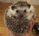 Hedgehog Rodents for sale in Mill Creek, PA, USA. price: NA