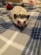Hedgehog Rodents for sale in Yorkville, OH, USA. price: NA