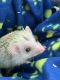 Hedgehog Animals for sale in West Babylon, NY, USA. price: $200
