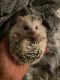 Hedgehog Rodents for sale in Boston, MA, USA. price: $500