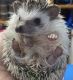 Hedgehog Animals for sale in Prior Lake, MN, USA. price: NA