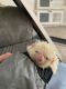 Hedgehog Animals for sale in Grand Blanc, MI 48439, USA. price: $100