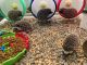 Hedgehog Animals for sale in Roseville, CA, USA. price: NA