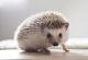 Hedgehog Animals for sale in Cape Coral, FL, USA. price: $120