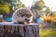 Hedgehog Rodents for sale in St. Petersburg, FL 33713, USA. price: NA