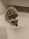 Hedgehog Animals for sale in Harrison, NY, USA. price: NA