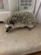 Hedgehog Animals for sale in Syracuse, NY, USA. price: NA
