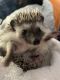 Hedgehog Animals for sale in Utica, NY 13501, USA. price: NA