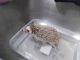 Hedgehog Rodents for sale in Braham, MN 55006, USA. price: $400