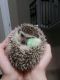 Hedgehog Animals for sale in Eagle Mountain, UT, USA. price: NA