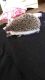 Hedgehog Animals for sale in Mt Airy, NC 27030, USA. price: NA