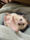 Hedgehog Rodents for sale in Cincinnati, OH, USA. price: NA