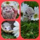 Hedgehog Animals for sale in Tomah, WI 54660, USA. price: NA