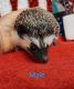 Hedgehog Animals for sale in Hampstead, MD 21074, USA. price: NA