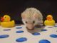 Hedgehog Animals for sale in Rochester, NY, USA. price: NA