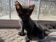 Hemingway Cats for sale in East Northport, NY, USA. price: $450