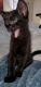 Hemingway Cats for sale in Roswell, GA, USA. price: $500