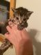 Highland Lynx Cats for sale in Concord, NC, USA. price: $700