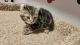 Highland Lynx Cats for sale in Dillsburg, PA 17019, USA. price: $995