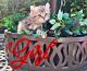 Highland Lynx Cats for sale in Irvine, CA 92620, USA. price: $1,200