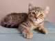 Highland Lynx Cats for sale in Somerset, PA 15501, USA. price: $850