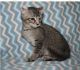 Highland Lynx Cats for sale in Troy, AL, USA. price: NA