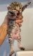 Highland Lynx Cats for sale in Milford, NH 03055, USA. price: $900