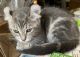 Highland Lynx Cats for sale in Oxford Charter Township, MI, USA. price: $600