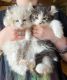 Highland Lynx Cats for sale in Oxford Charter Township, MI, USA. price: $600