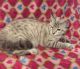 Highland Lynx Cats for sale in Troy, AL, USA. price: $400