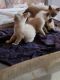 Highland Lynx Cats for sale in Lancaster, CA, USA. price: $50