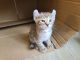 Highland Lynx Cats for sale in Lake Arrowhead, CA, USA. price: $1,000