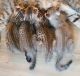 Highland Lynx Cats