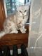 Highland Lynx Cats for sale in Mechanicsburg, PA 17055, USA. price: $600