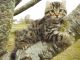 Highland Lynx Cats for sale in Huntsville, AL, USA. price: NA