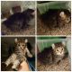 Highland Lynx Cats for sale in Toledo, OH, USA. price: NA