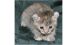 Highland Lynx Cats for sale in Hobart, WA, USA. price: NA