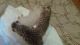 Highland Lynx Cats for sale in Longview, TX, USA. price: NA